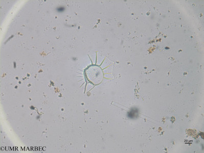 phyto/Brazilian_Nordeste/Northeastcoast_station36/ABRACOS1 October 2015/Ornithocercus steinii (st44_25-Ornithocercus_steinii170814_003_ovl)(copy)_thumb.jpg